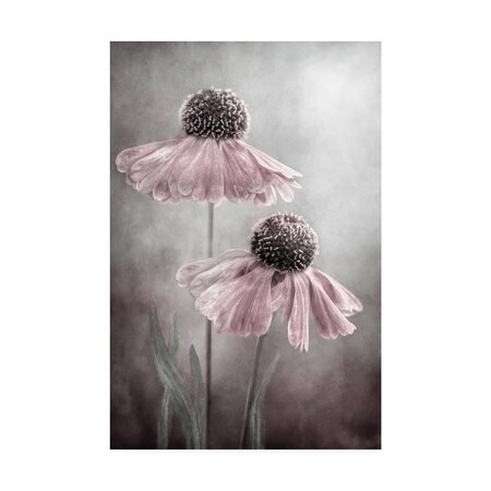 Trademark Fine Art Mandy Disher 'Duet Sneezeweed' Canvas Art, 30x47 1X09756-C3047GG